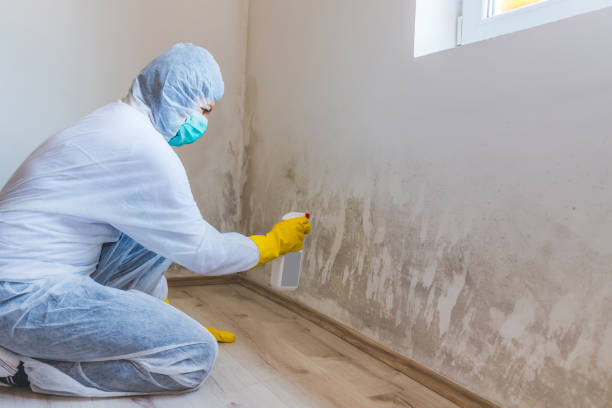Licensed Black Mold Remediation service in Bristol, VA - 24 Hour Mold Removal