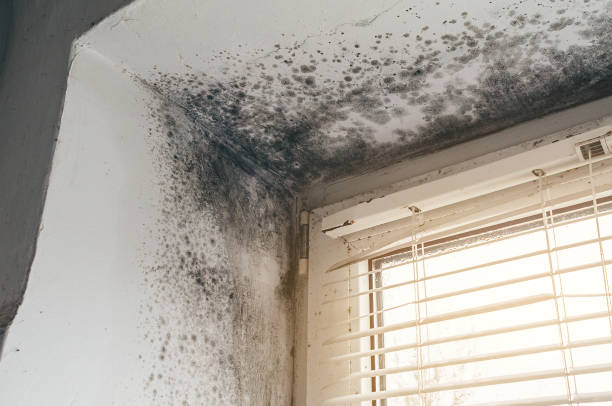 Affordable Black Mold Remediation solutions in Bristol, VA