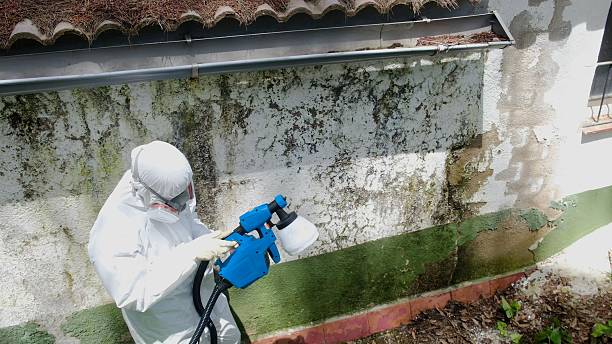 Top rated local Black Mold Remediation specialists in Bristol, VA